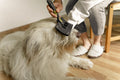 Person grooming a fluffy dog with a slicker brush